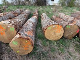 Predaj dubová guľatina F,FA